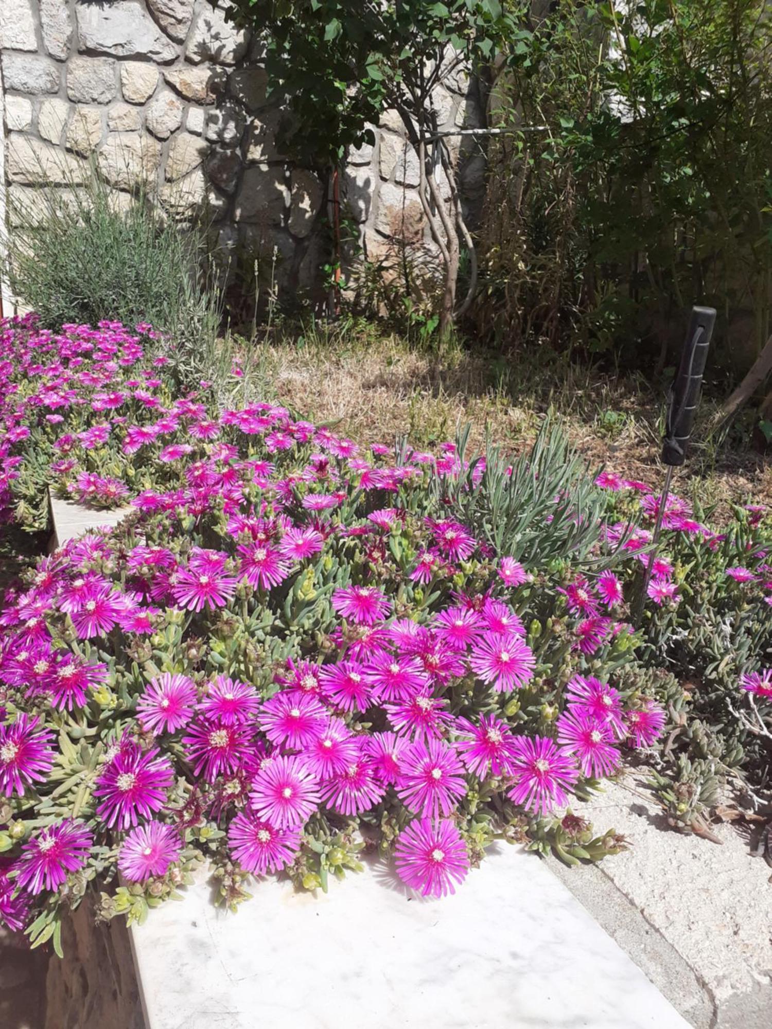 דירות סנג' Dada חדר תמונה